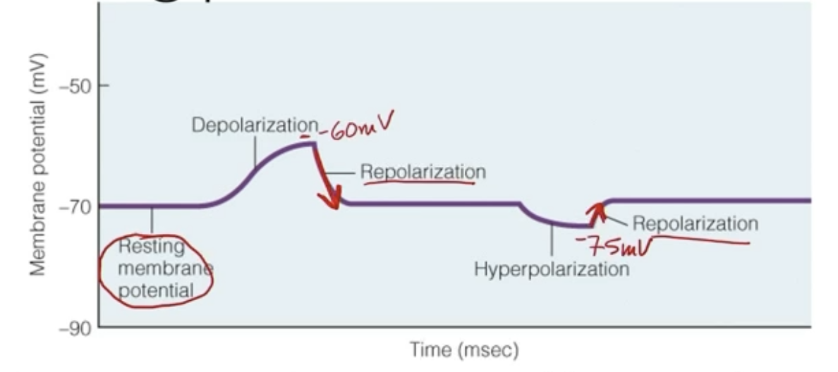 <ul><li><p>Depolarization - Vm becomes less negative</p><ul><li><p>+ ions enter, or -ions exit</p></li></ul></li><li><p>Hyper polarization - Vm becomes more negative</p><ul><li><p>+ions exit, or -ions enter</p></li></ul></li><li><p>Repolarization - Vm returns to RMP</p><ul><li><p>2 types:</p><ul><li><p>During the downward of Action Potential : getting. more negative, so ions exit, or -ions enter</p></li><li><p>After Hyperpolarization: getting more positive, so + ions enter, or -ions exit</p></li></ul></li></ul></li></ul><p></p>