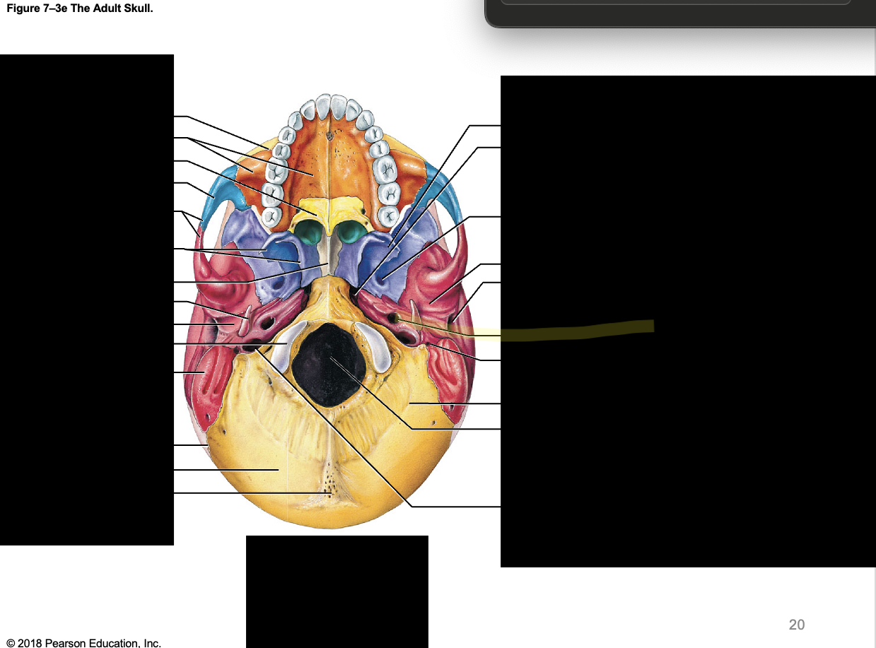 <p>caratoid foramen</p>