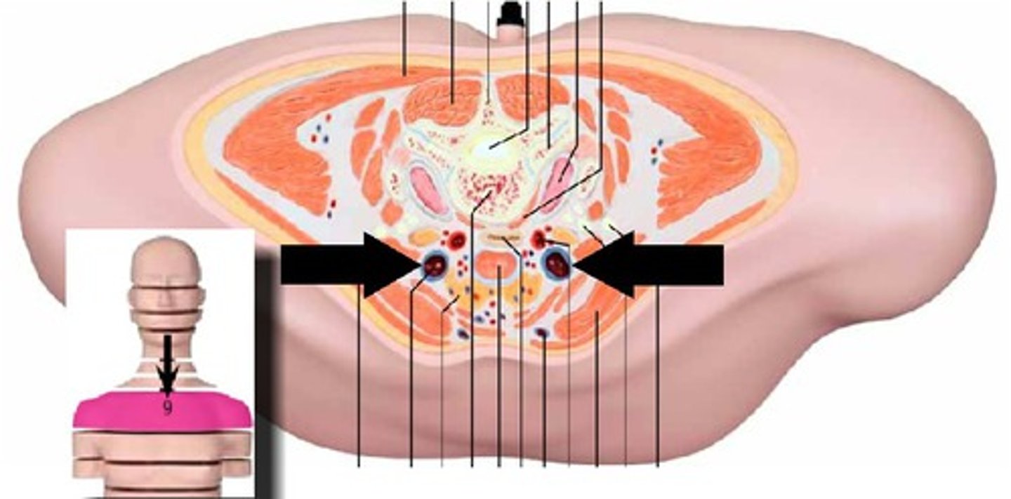 knowt flashcard image