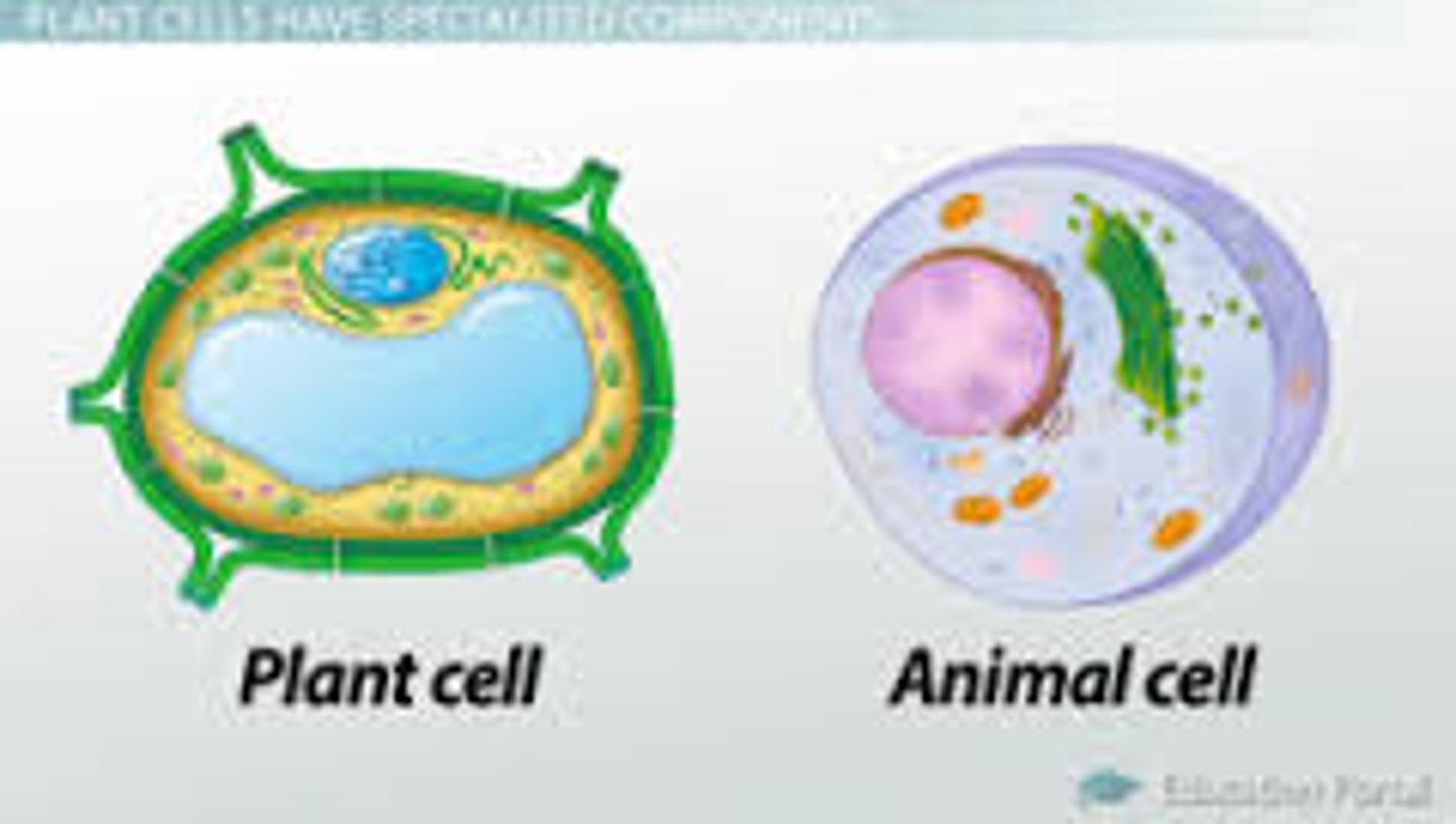 <p>Central vacuole, water</p>
