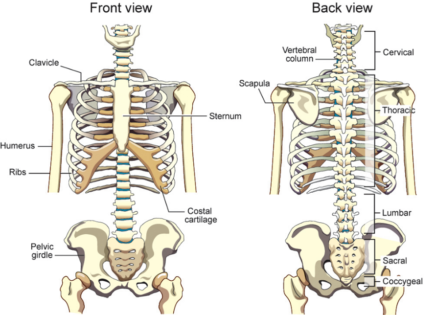 <ul><li><p>7 cervical vertebrae (neck)</p></li><li><p>12 thoracic vertebrae (chest)</p></li><li><p>5 lumbar </p></li><li><p>5 sacral </p></li><li><p>5 coccygeal </p></li></ul><p></p>
