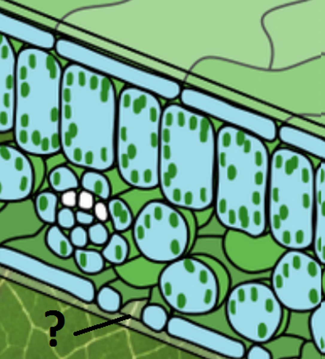 <p>Flere faktorer styrer om spalteåpningene åpnes / lukkes:</p><p>1. Lyset (hovedsakelig)</p><p>--> fotosyntese --> glukose --> osmose --> åpnes</p><p>2. Plantehormoner</p><p>3. CO2-konsentrasjon (fleste arter luker ved økt CO2)</p>