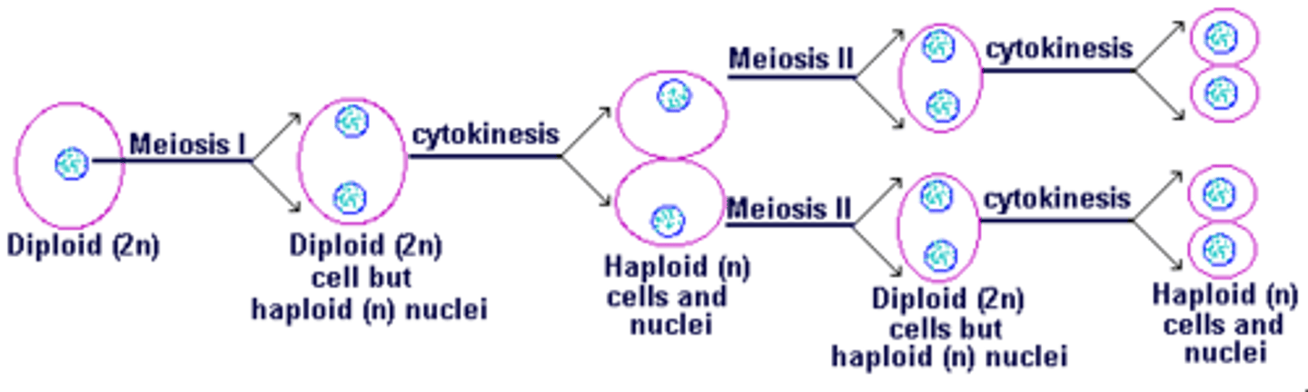 <p>False. Meiosis I produces HAPLOID cells, and meiosis II produces haploid cells.</p>