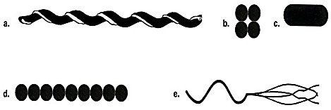 <p>Which drawing in the figure is streptococci?</p><ol><li><p>a</p></li><li><p>b</p></li><li><p>c</p></li><li><p>d</p></li><li><p>e</p></li></ol><p></p>