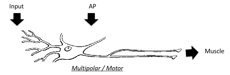 <p>Most common type of neuron in the nervous system; integrates lots of inputs to create an output; typical of a motor neuron. </p>