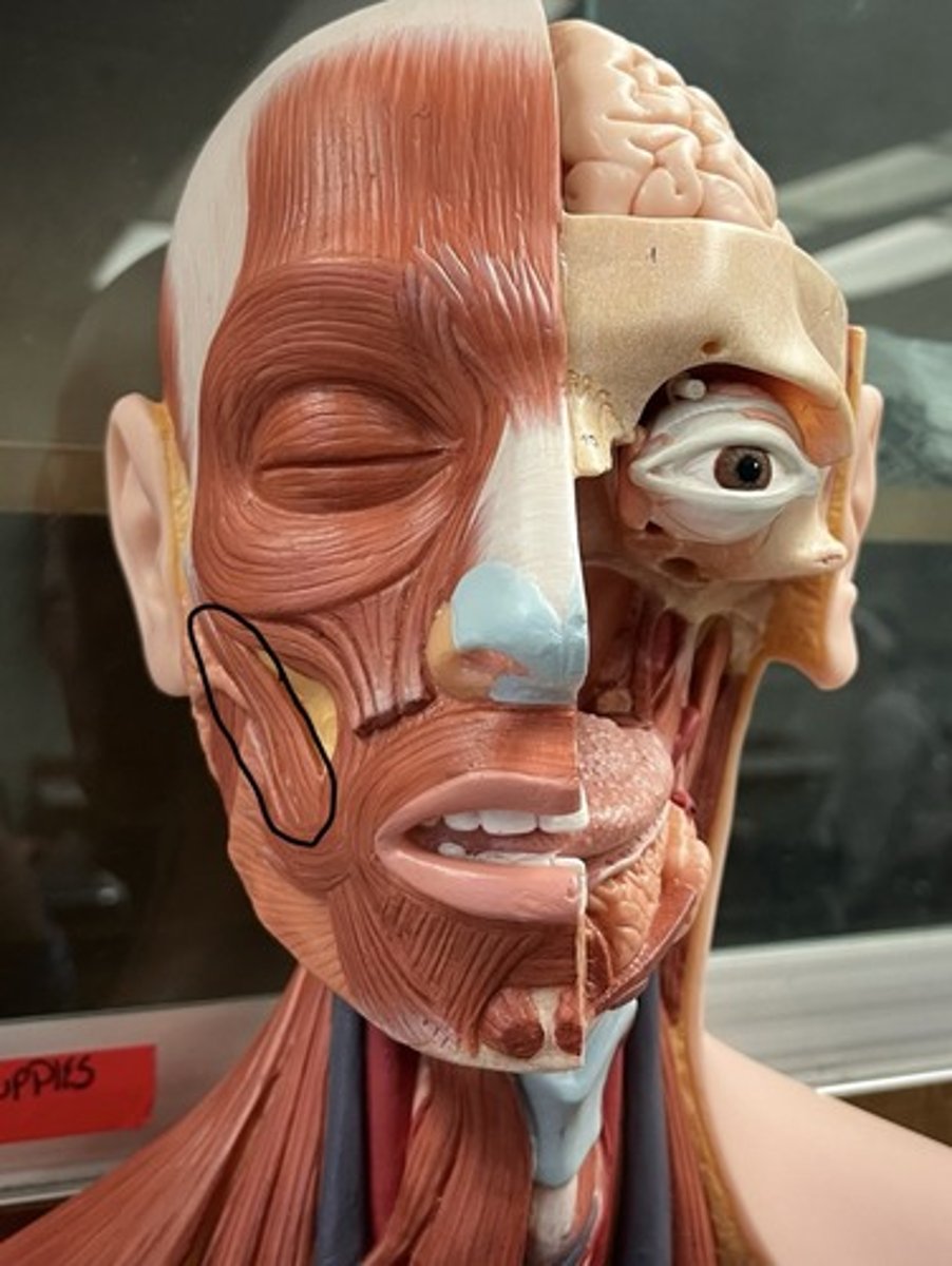 <p>under zygomaticus minor</p>