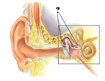 <p><span>Identify the indicated region of the ear.</span></p>