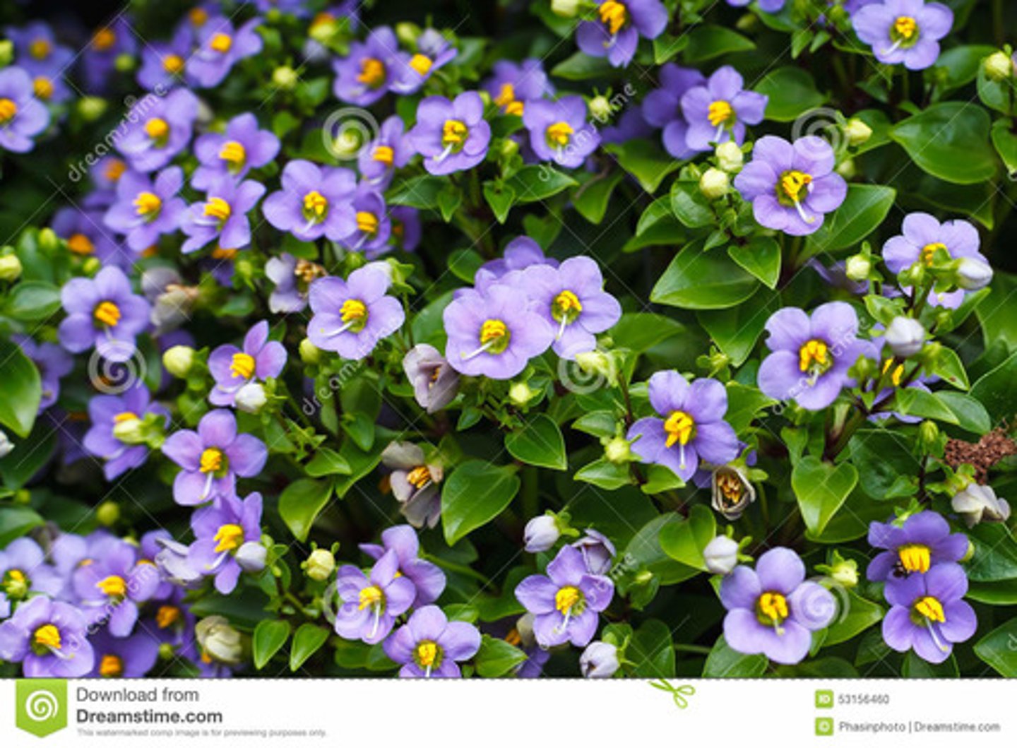 <p>A 6-12" tall annual with shiny green foliage.</p><p>Tiny leaves of this rounded plant are oval in shape and densely cover the stems.</p><p>Flowers are blue with bright yellow pollen masses in their centers appear in the spring and summer.</p><p>The flowers are fragrant and will densely cover this plant if grown under the proper cultural conditions</p>