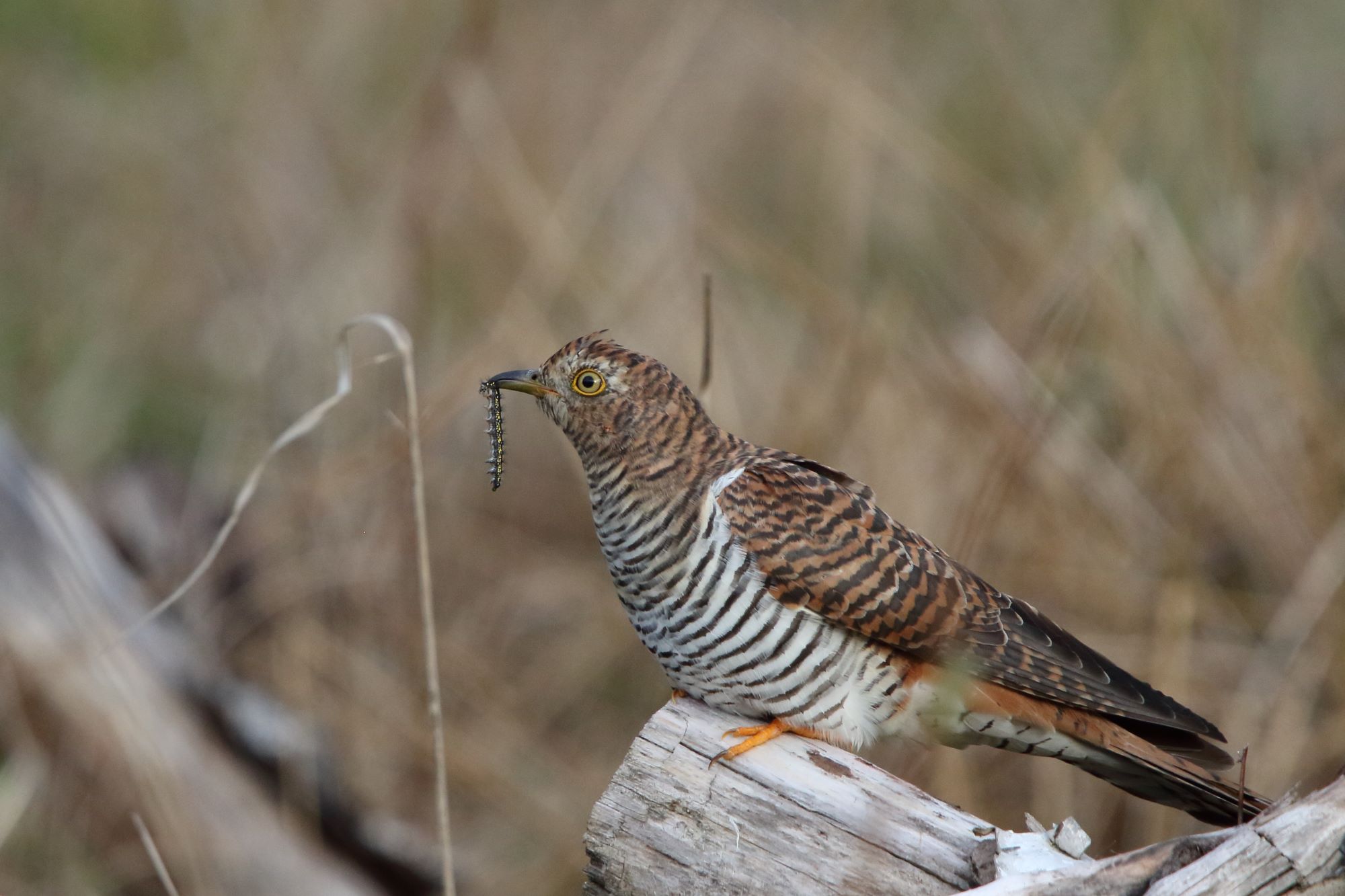 <p>Bird species.</p>