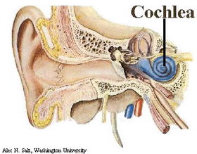 part of cochlear duct

Hair cells (and support cells) sit on basilar membrane 

Tectorial membrane sits on top of hair cells 

As sound waves move through vestibuli they oscillate the tectorial  and basilar membranes impacting the hair cell