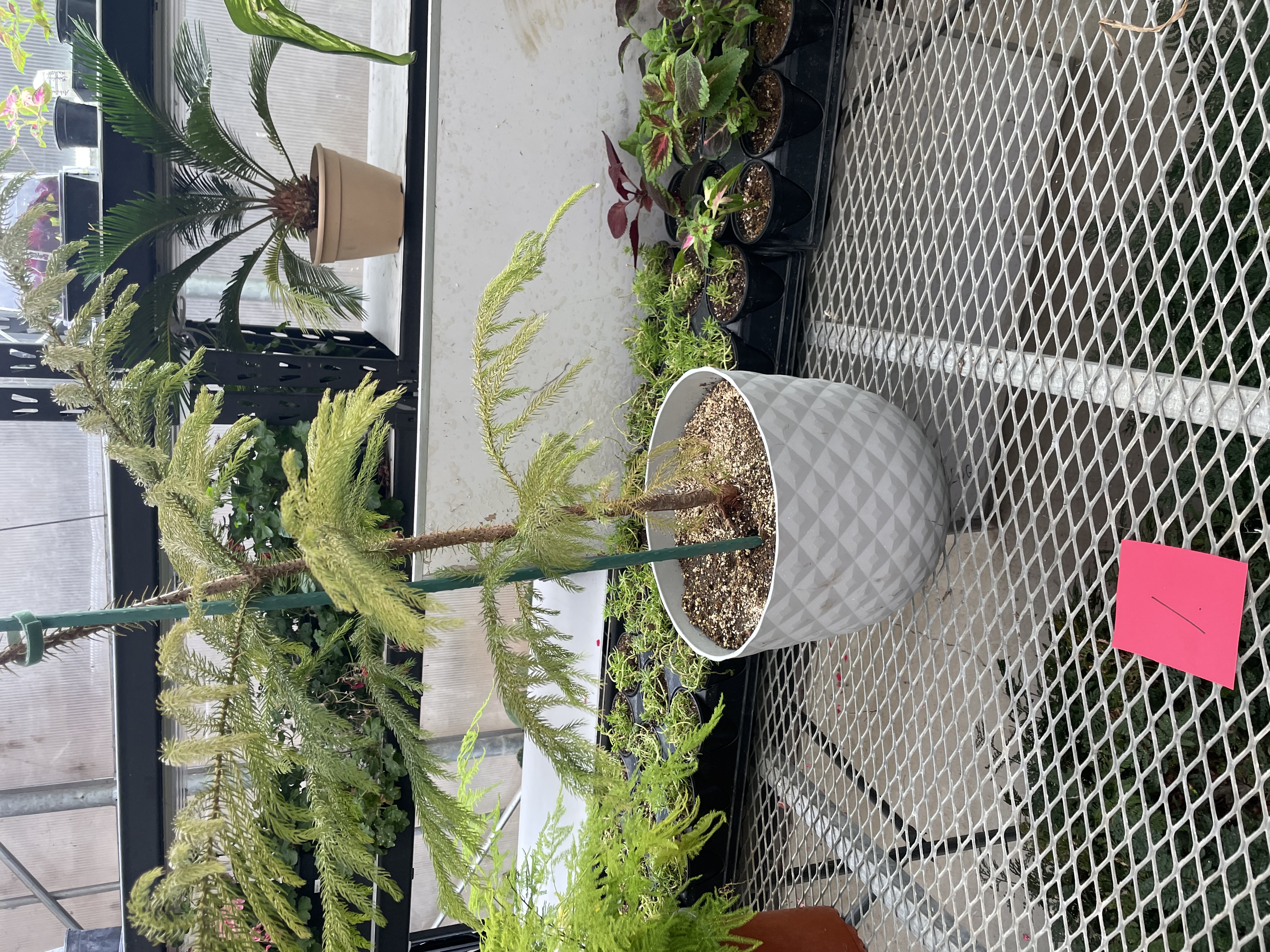 <p>Norfolk Island Pine</p>