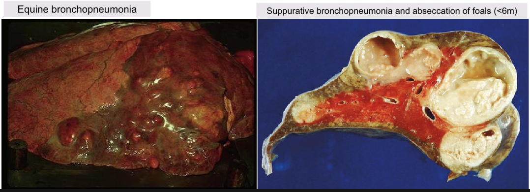 <p>Bronchopneumonia, abcesses </p>