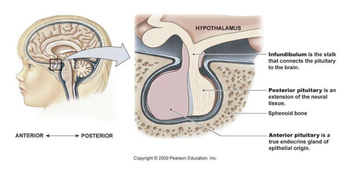 <p>base of the brain, sitting in the <strong>sella turcica</strong> + connected to the overlying hypothalamus via <strong>pituitary stalk (infundibulum) </strong></p>