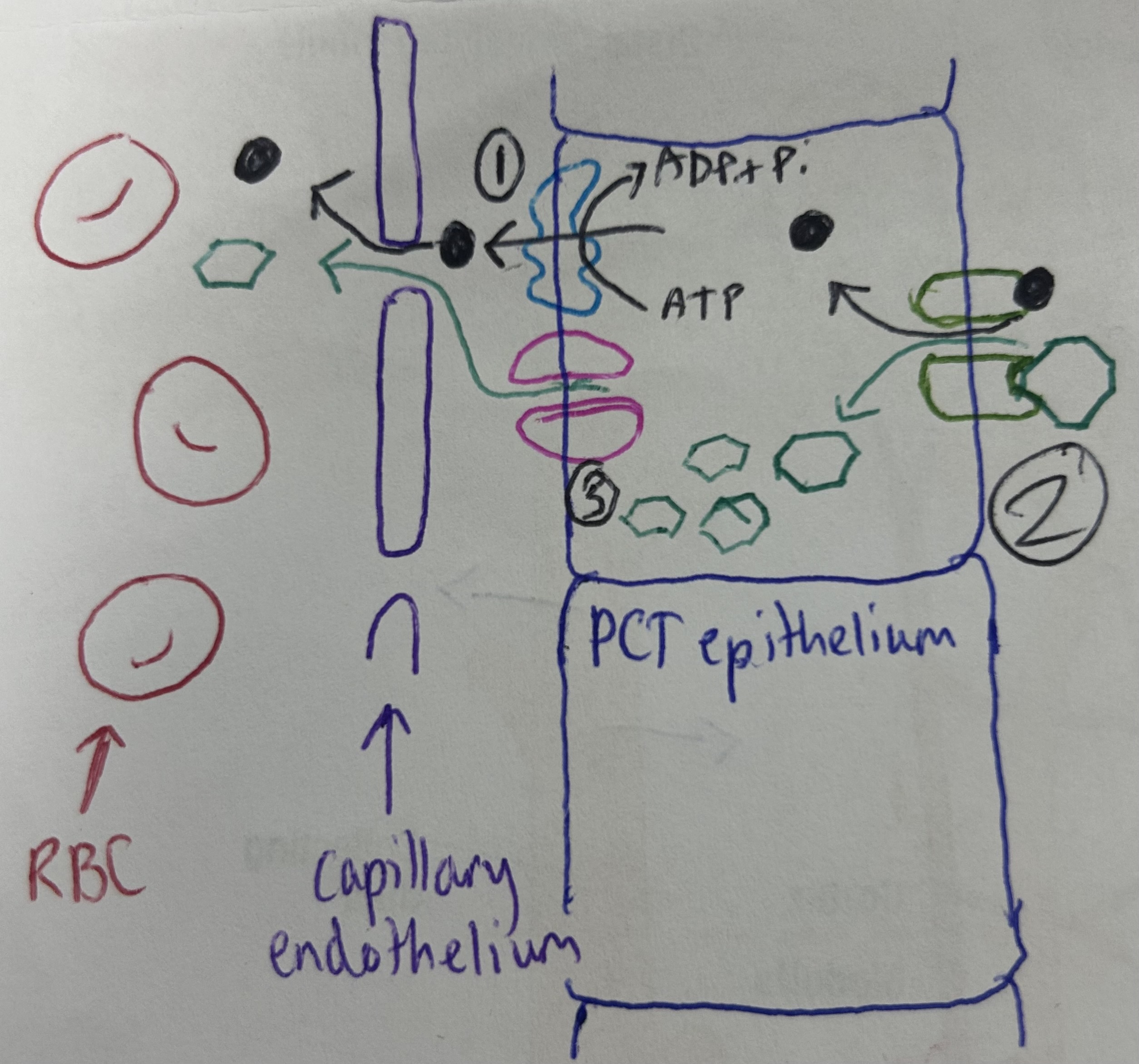 <p>explain selective reabsorption (2nd part of filtration of urea), AKA cotransport in the PCT</p>
