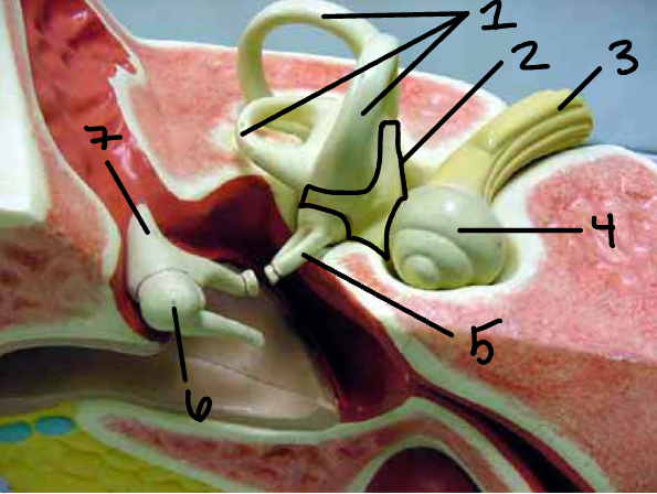 <p>Identify 2</p>