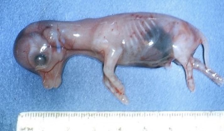 <p>fetus and fetal parts can be palpated/balloted after 60 days</p><p>can usually retract uterus up to day 60</p>