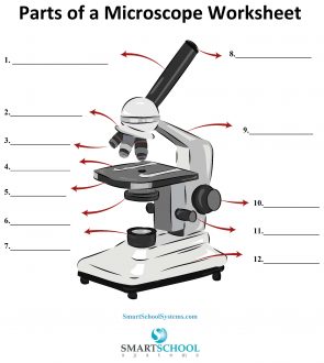 <p>What part is #11 on the microscope?</p>