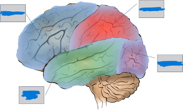 <p>Hemispheres of the Brain: Back of the brain. Visual functions</p>