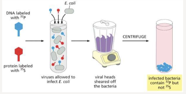 <p>used radioactive labeling of bacteriophages to show that DNA enters the cell to direct viral replication</p>