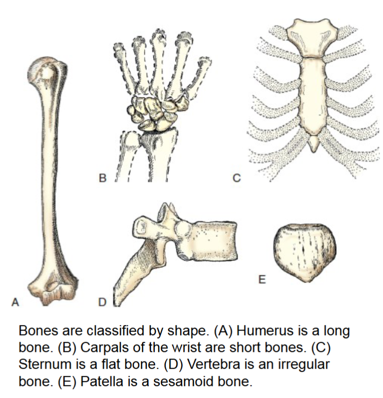 <p>short bones </p>