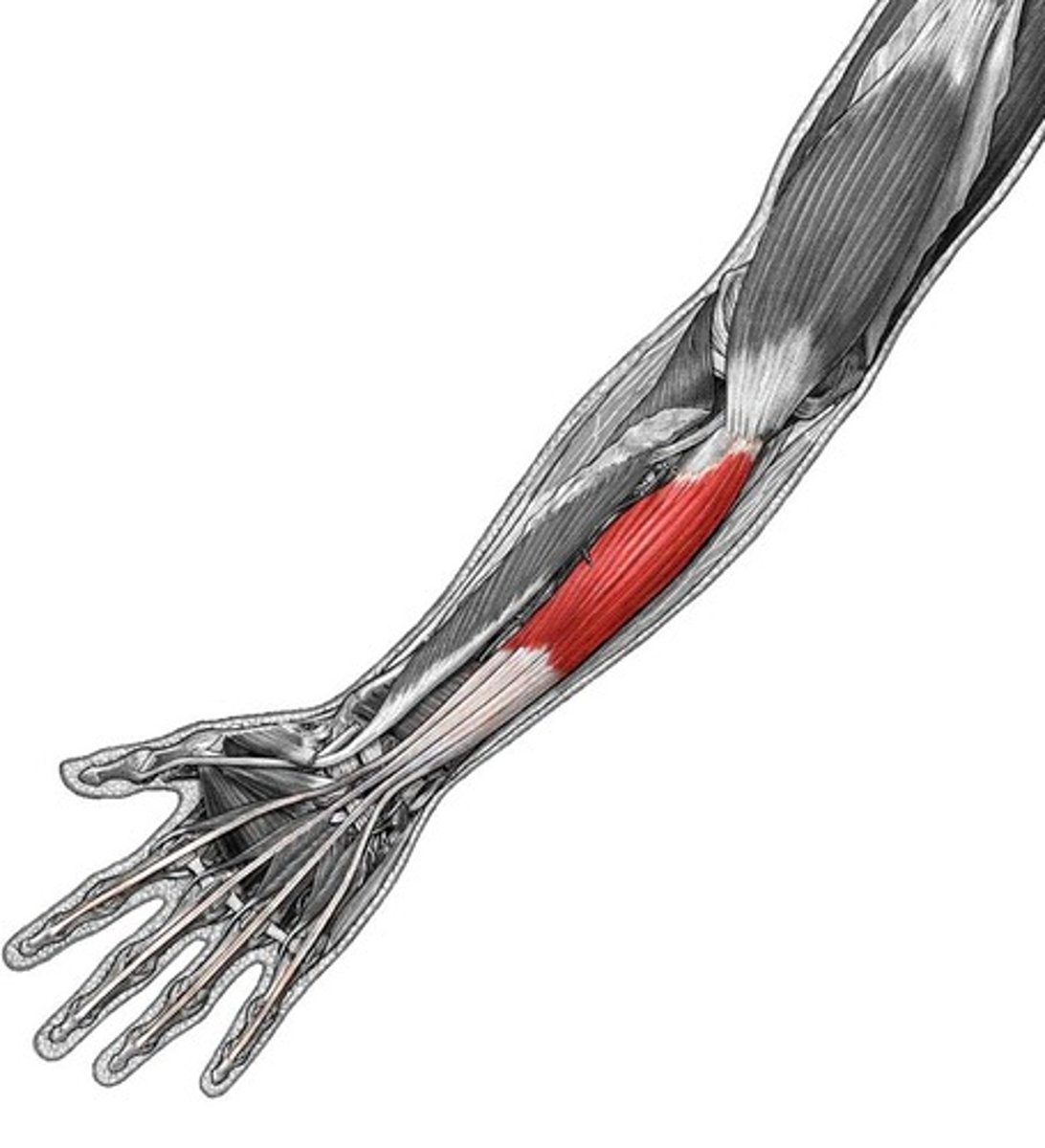 <p>-Flexes distal interphalangeal joints of 2nd - 5th digits</p><p>-Ulnar n. (C7 - T1) &amp; median n. (C5 - T1)</p><p>-Deep to FDS and in contact with the ulna</p><p>-Passes through carpal tunnel</p>