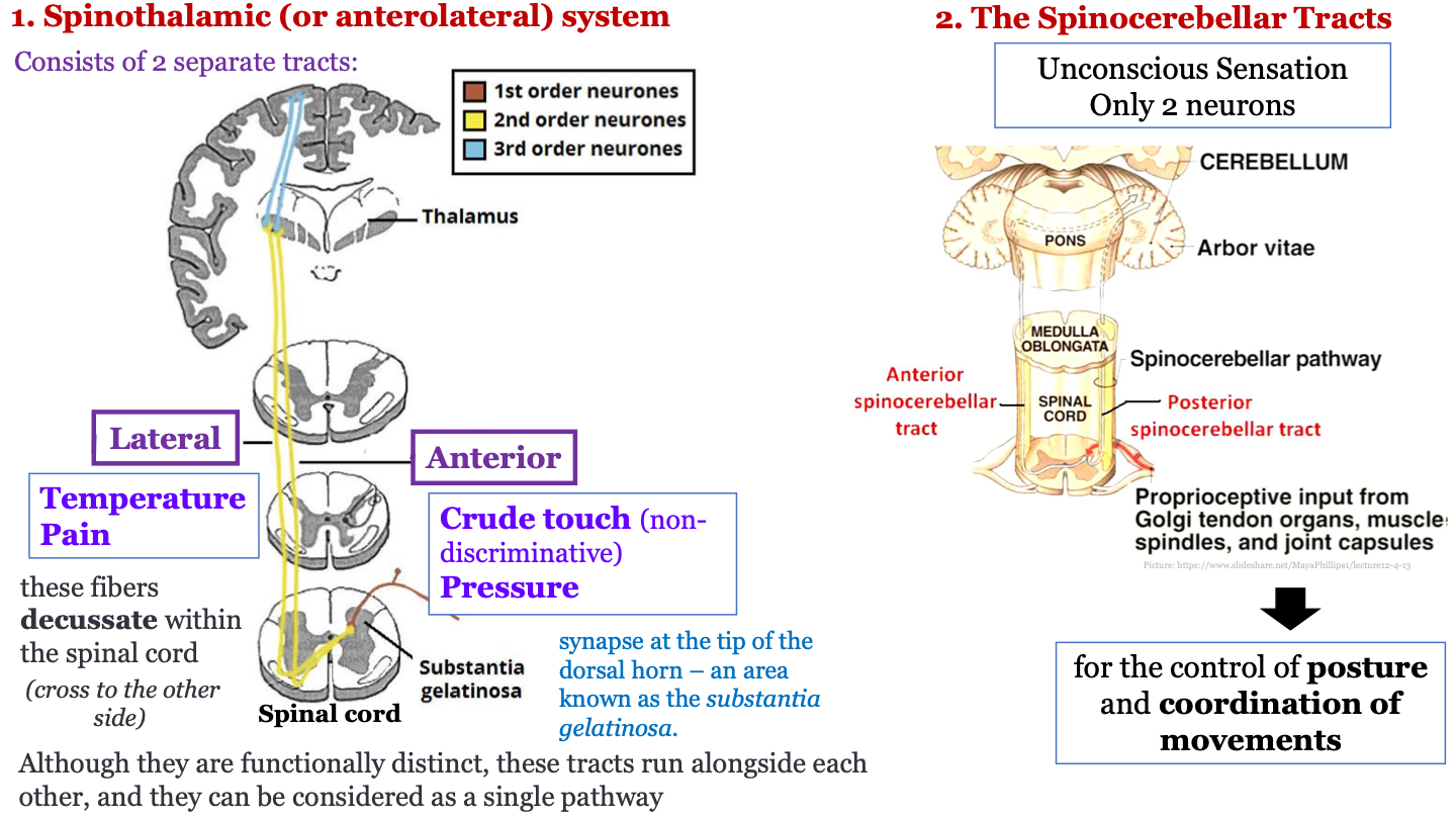 1st, 2nd, and 3rd order; 1st order neurons come from periphery (ex: skin), go through dorsal neurons to the interneuron in the vertebra; the info is passed to 2nd order neurons here; moves up the axons to the thalamus where we have 3rd order neurons; these pass info to the cortex 