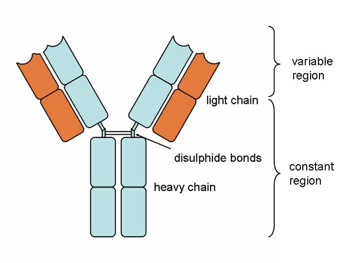 <ul><li><p>A class of proteins called immunoglobins (Ig) made by B cells</p></li><li><p>Basic antibody structure: 2 heavy protein chains and 2 light chains with constant and variable regions</p></li></ul>