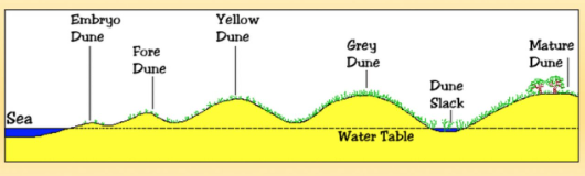 <p><span>The first dunes to form are known as embryo dunes. They contain species such as lyme grass, sand couch and marram grass. These species survive by growing upwards through accumulating wind-blown sand. These plants add organic matter to the dunes making the dunes more hospitable for plants that later grow. These dunes tend to grow to around 1m. The next stage in the sequence of sand dune development is the formation of foredunes or yellow dunes. These are initially yellow but darken as organic material adds humus to the soil. The dunes remain slightly alkaline. Foredunes tend to grow to around 5m in height and around 20% of the sand is exposed (this is down from around 80% of embryo dunes). Very little moisture exists in this area. The next stage is the formation of grey dunes and dune ridges. By this stage, the dunes are more fixed.&nbsp;The soil becomes increasingly acidic as more humus forms which in turn increases water retention. Combined this allows new species of plants to thrive e.g. creeping willow and dewberry. Less than 10% of the sand is exposed on these dunes which tend to be between 8-10m high. As sand dunes become colonised with vegetation roots stabilise the sand and hold it together. The video below shows an area of sand dune at Spurn Point where erosion has caused the dune to begin to collapse. The erosion has exposed a cross-section of the dune revealing the depth of the roots.Very little sand from the beach accumulates beyond the grey dunes and dune ridges which leads to the formation of wasting dunes. Here the soil is more acidic, water retentive and rich in humus. The typical vegetation here includes heather and gorse. Dune height here is usually between 6-8m high.</span></p>