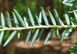 <p>flat needles, woody pegs have 2 pale stomata lines underneath</p>