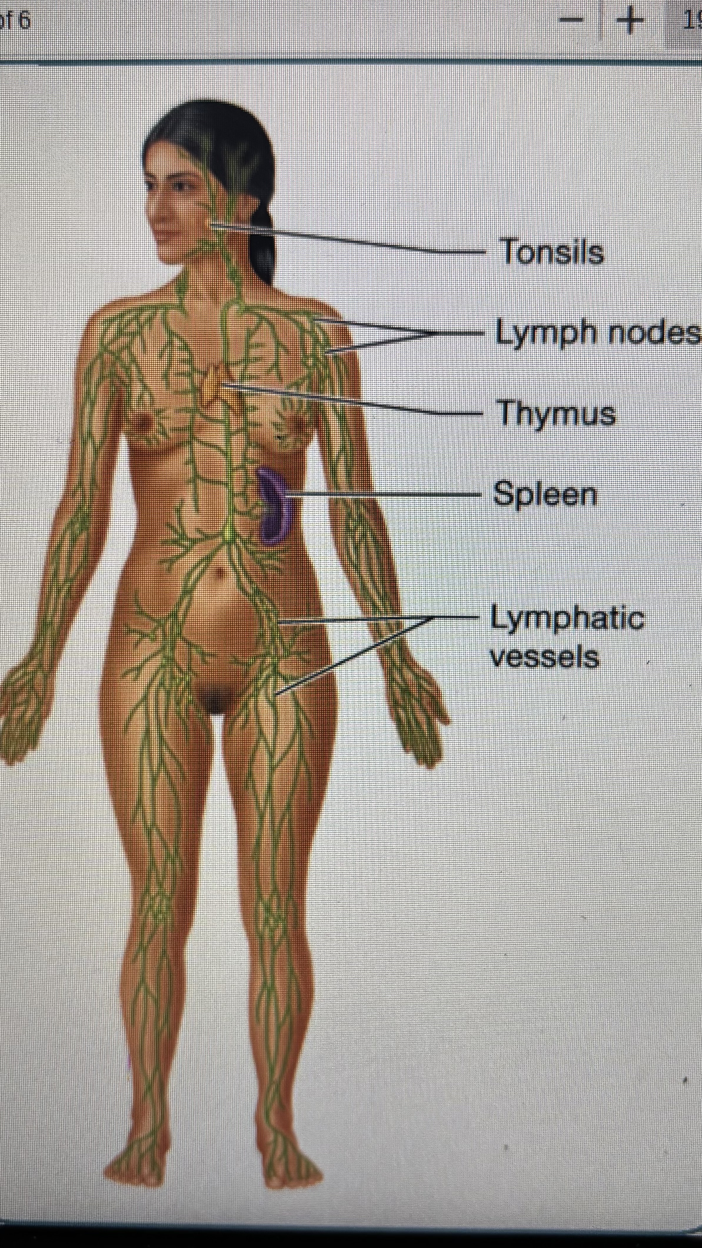 <p>spleen</p><p>tonsils</p><p>lymph nodes</p><p>lymphatic vessels</p><p>thymus</p>