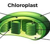 <p>chloroplast</p>