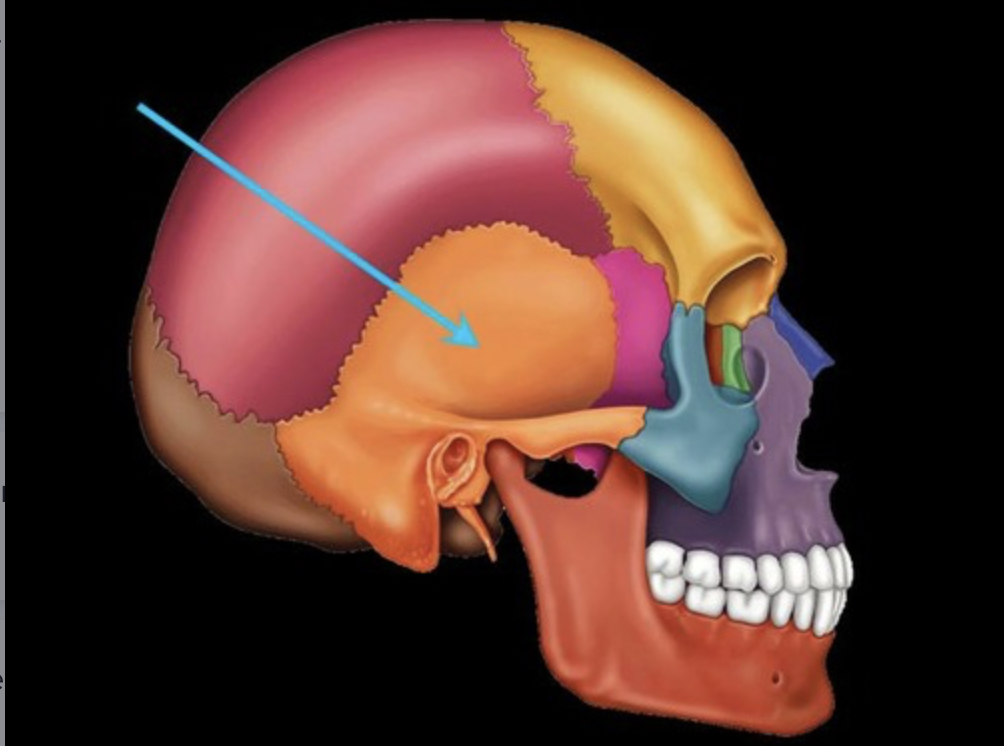 <p>form the sides and base of the cranium; the lateral bones on each side of the cranium; the temples</p>