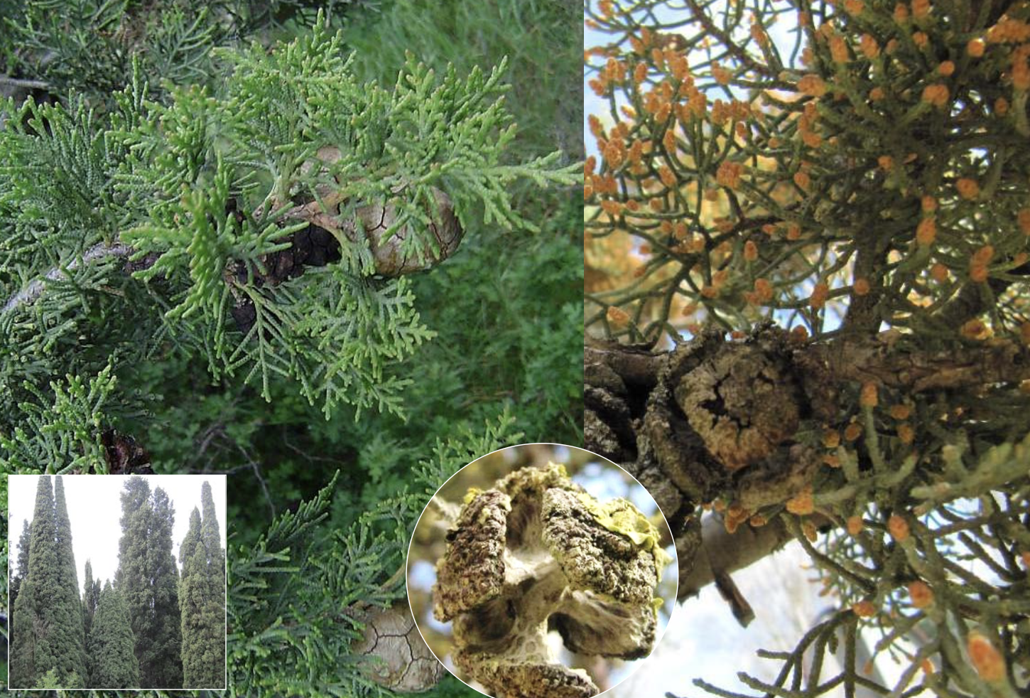 <p>Identificar la Cupressaceae</p>