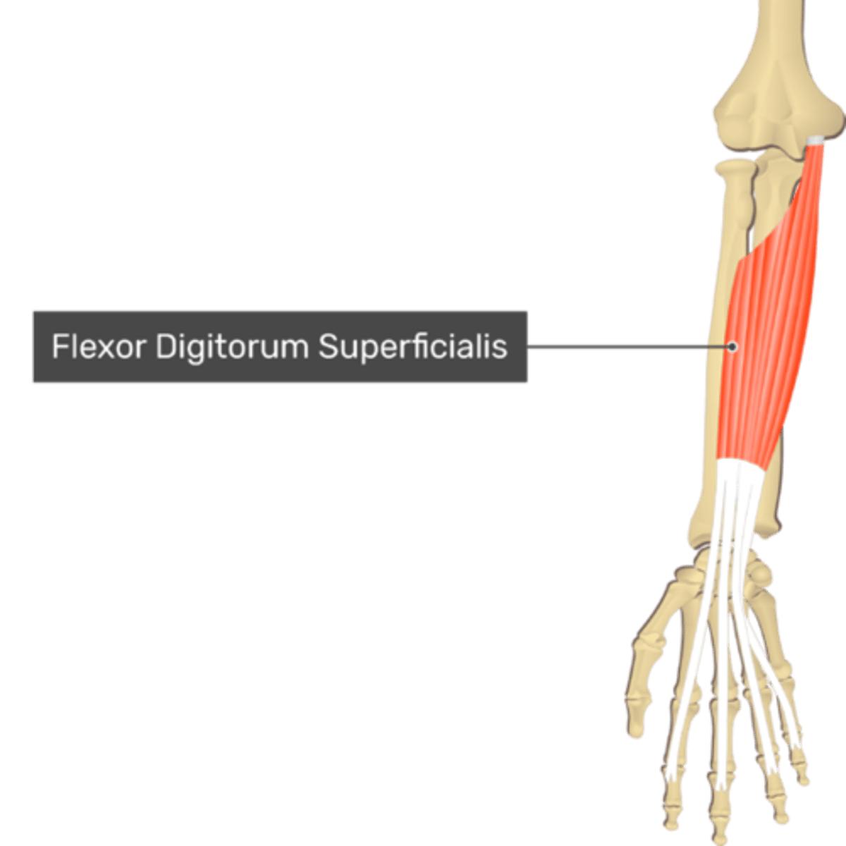 <p>flexor digitorum superficialis</p>
