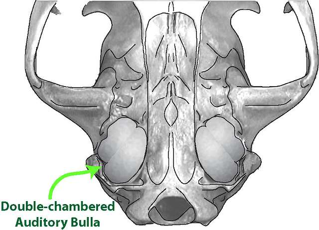 <p>universal primate characteristic.&nbsp;<span>a bony casing for the middle ear, uniquely formed from the petrosal bone</span></p>