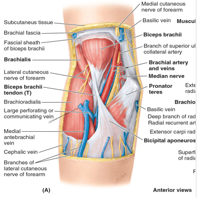 <p>Lacertus Fibrosus is a fascial continuation of Biceps Tendon (bicipital aponeurosis), allows for bicep to be strong supinator. It is also an entrapment site for median nerve which can be compressed as it runs under its medial edge. What will test this site of entrapment?</p>