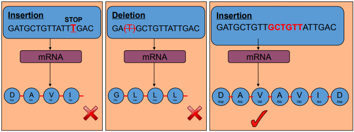 <p>DNA also experiences insertions/deletions/duplications </p><ul><li><p>Nucleotides are gained or lost from a sequence </p></li><li><p>Causes a frameshift </p></li><li><p>Can cause STOP codons to be abnormally present </p></li><li><p>Can disrupt the whole sequence (frameshift) </p></li><li><p>Or add additional information</p></li></ul><p></p>