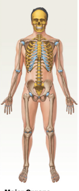 Major organs of the skeletal system