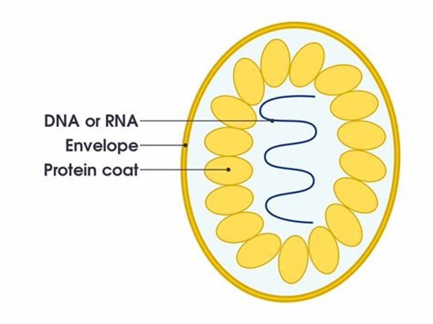 <p>virus:</p><p>- protein coat</p><p>- DNA</p><p>- they cannot reproduce without a host</p><p>- do not feed, respire or move etc.</p>