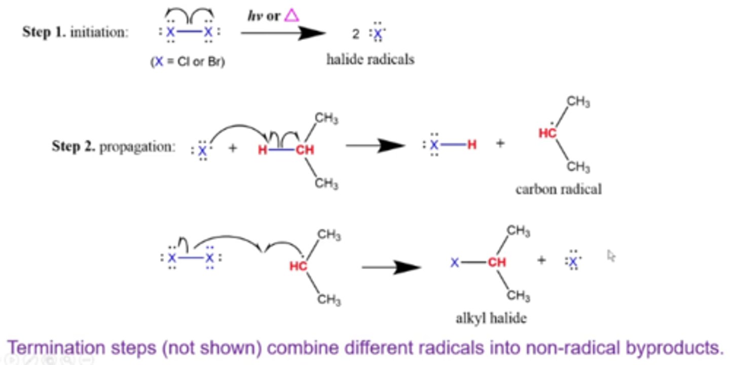 <p>1. halogen breaks up when light hits it, forming 2 halide radicals</p><p>2. 1 halogen radical pairs with a hydrogen in the alkane, forming a carbon radical at the most substituted internal carbon</p><p>3. a second halogen radical forms a bond with the internal carbon with the previous radical</p>