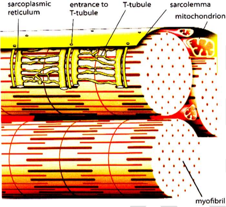 cell surface membrane called sarcolemma
cytoplasm called sarcoplasm 
large concentration of mitochondria and ER called sarcoplasmic reticulum (SR)
sarcolemma has many deep infoldings into the interior of the muscle fiber, called T-tubules
Each muscle fiber is made up of many parallel myofibrils