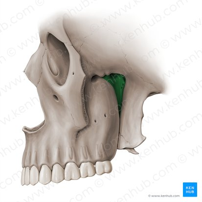 <p>Pterygopalatine fossa</p>
