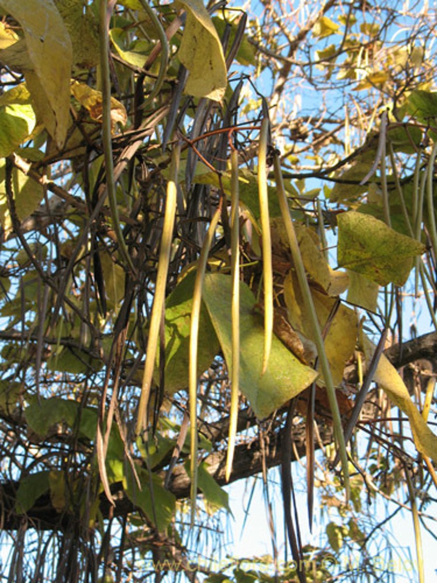 <p>A medium-sized deciduous tree with a short thick trunk that supports a straggly and irregular crown. The bark is composed of hard plates or ridges and the leaves are heart-shaped and secrete nectar. Long slender capsules are its fruit.</p>