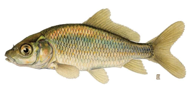 <p>Cyprinus carpio</p>