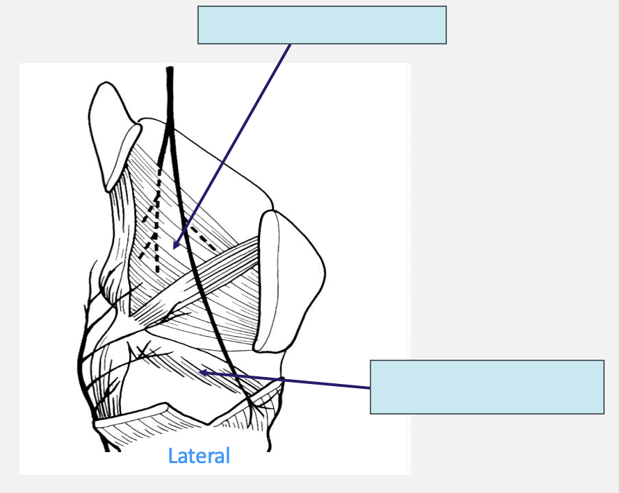 <p>name these laryngeal muscles</p>