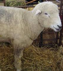 <p>crossbred/medium wool breeds</p>