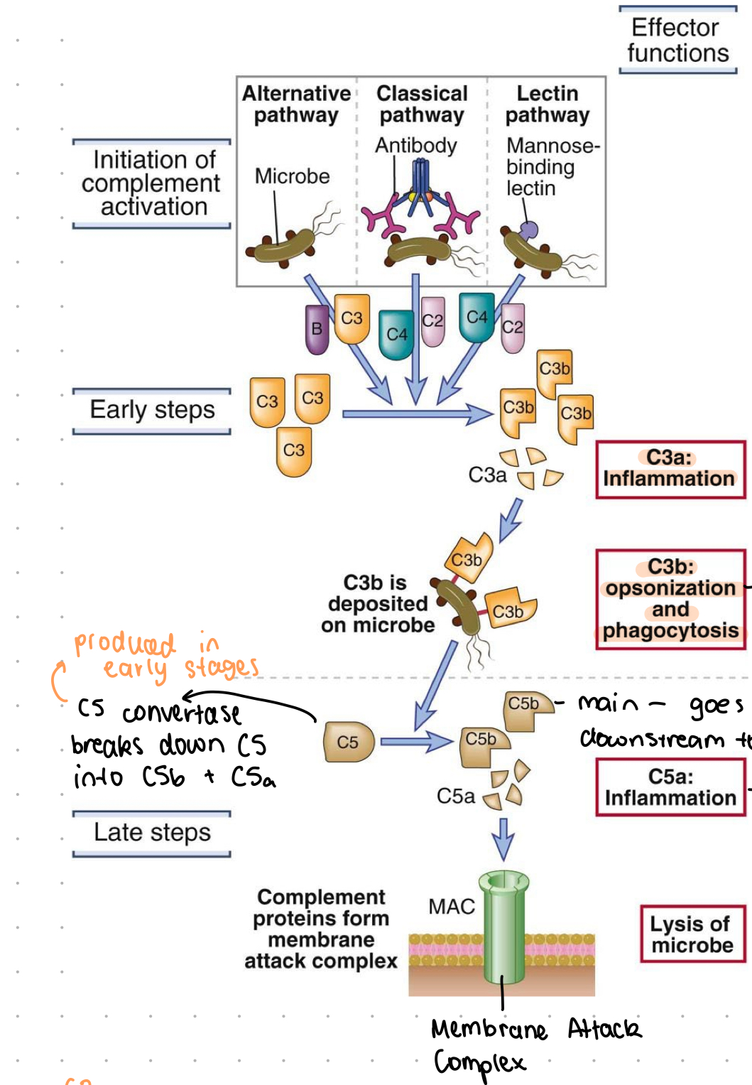 <p>all 3 pathways have same results, just different methods of reaching them</p><p>result = rid math open (make pore inside to cause osmotic lysis of pathogen)</p>