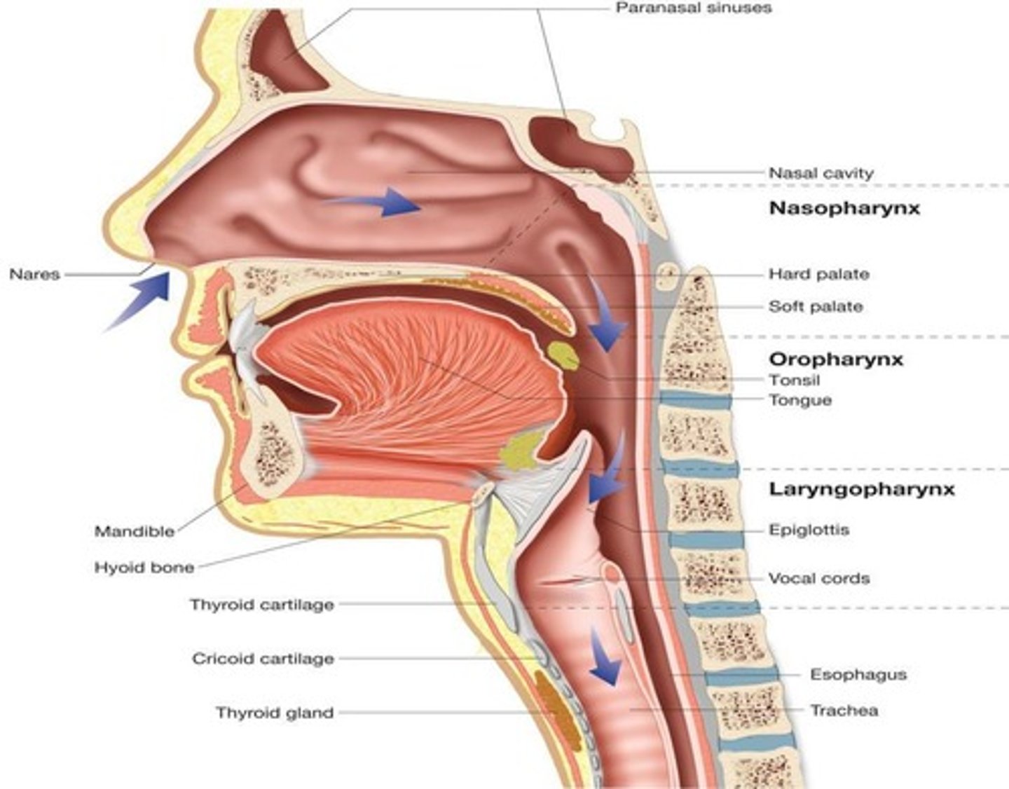 <p>Voice box; sound production and airway protection.</p>