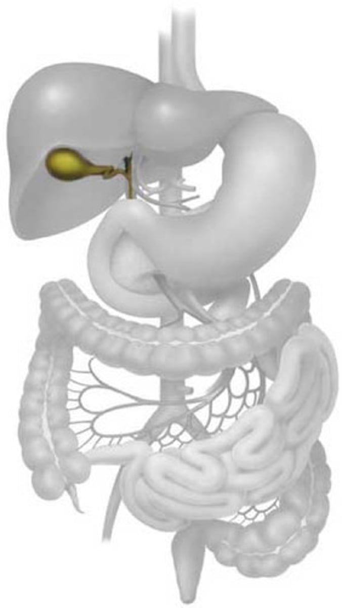 <p>pouch structure located near the liver that concentrates, stores, and releases bile as needed</p><p>fills via the common hepatic duct</p><p>empties into small intestine via cystic duct, which leads to common bile duct</p>