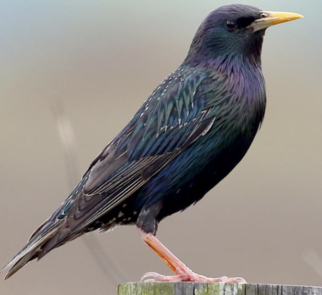 <p>Stocky and dark overall with short tail and triangular wings. Close up purple and green breeding.</p>